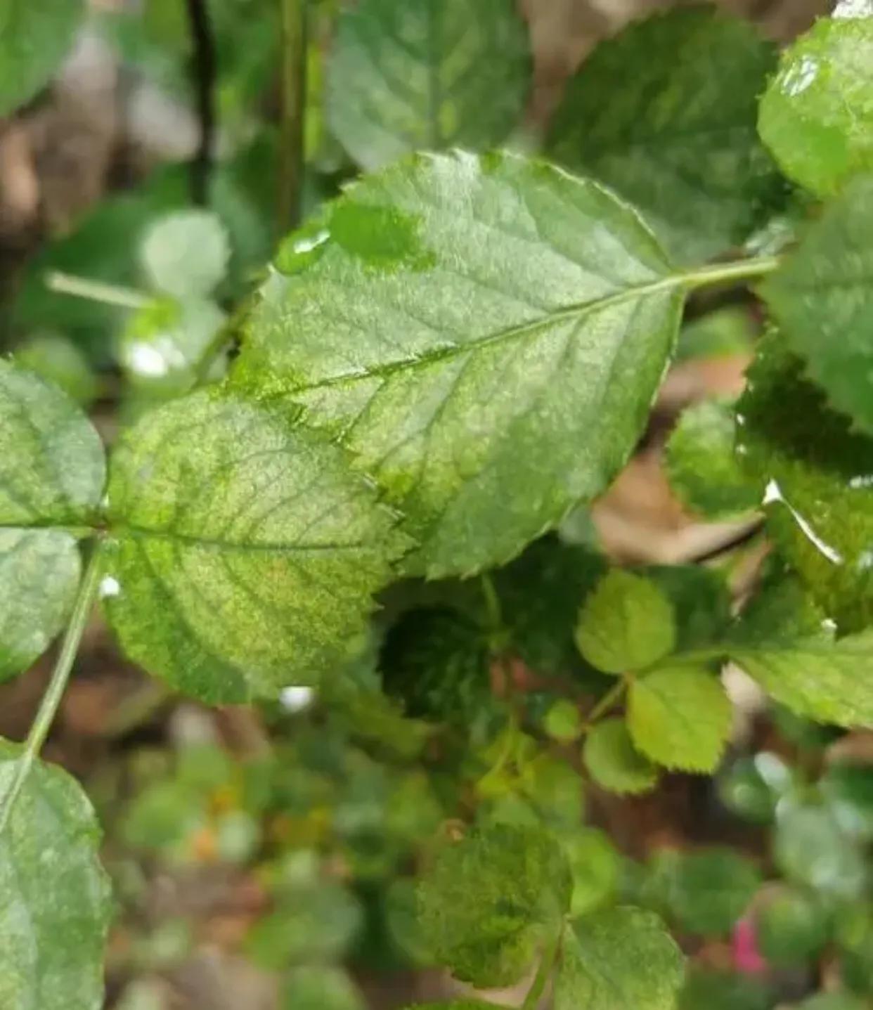 杀月季红蜘蛛的有效方法,洗洁精怎么治月季红蜘蛛