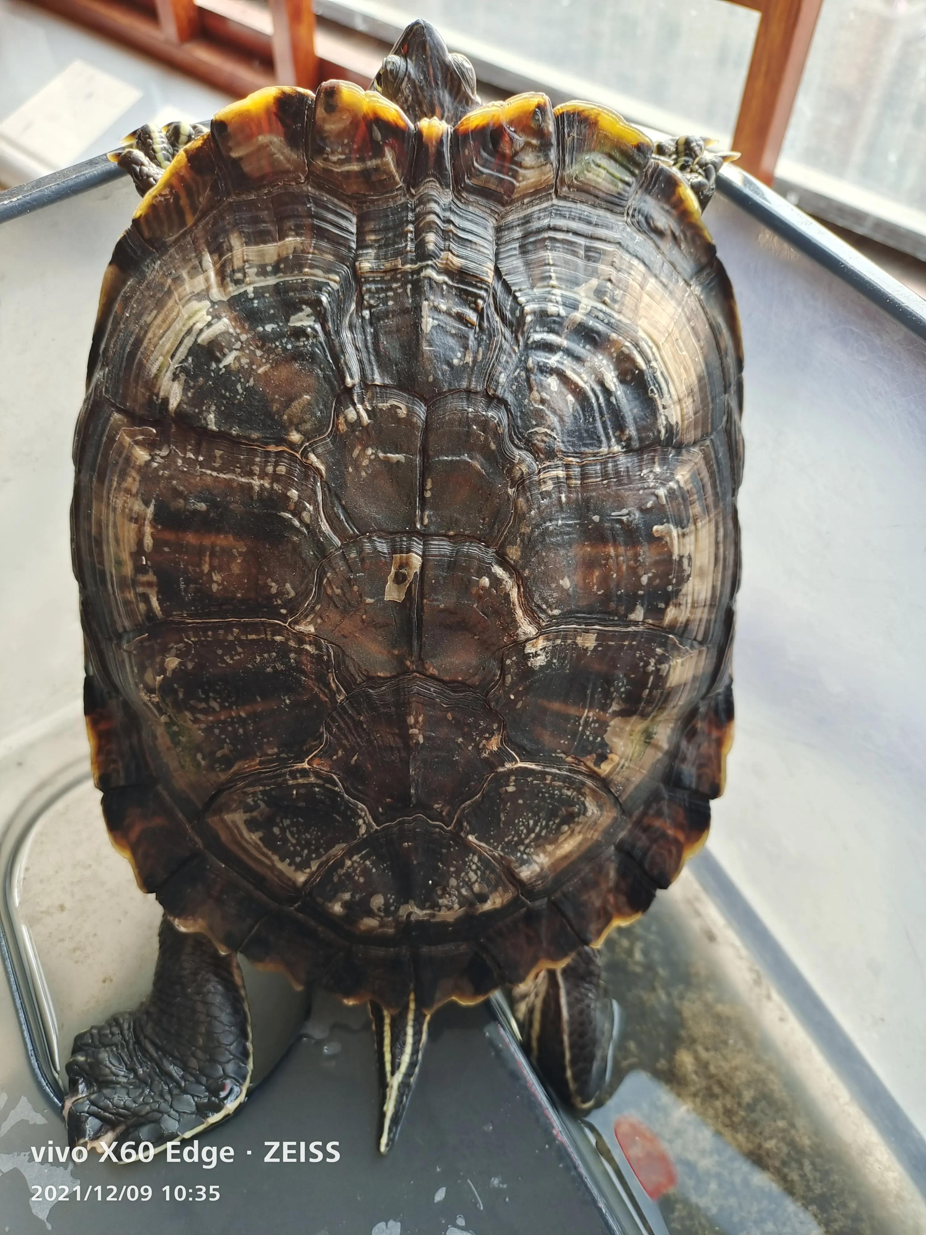 宠物龟长大了,我家的小龟长大了