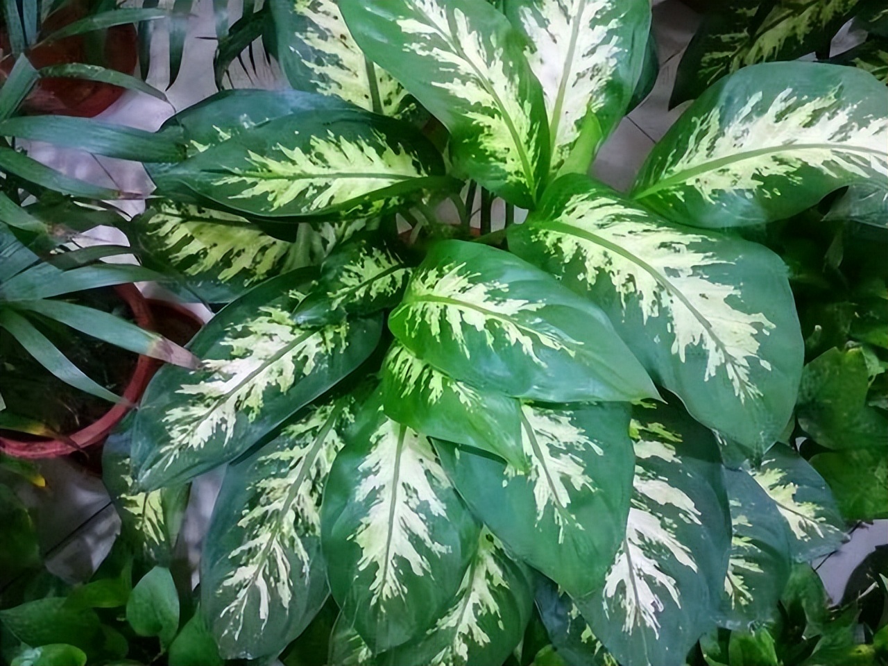 最旺家里的四种花,旺家旺财的8种花