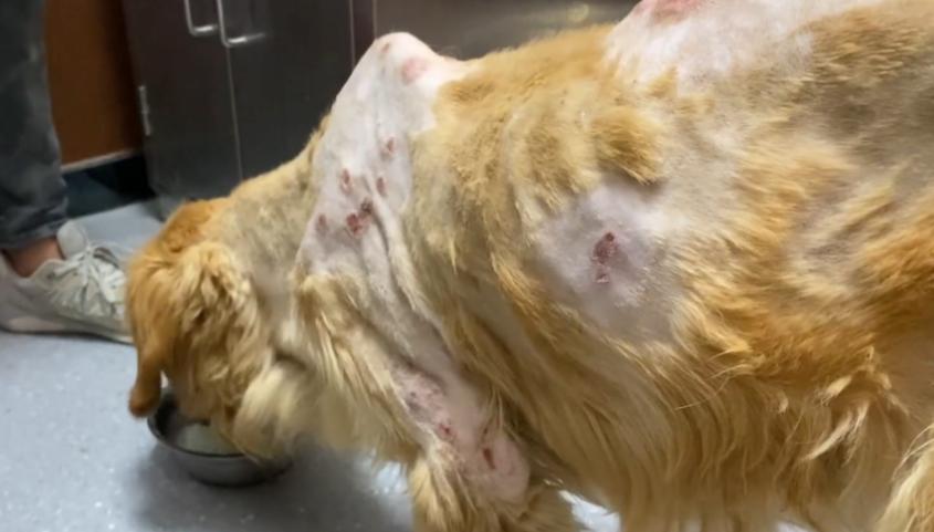 瘦成皮包骨的金毛,瘦型金毛