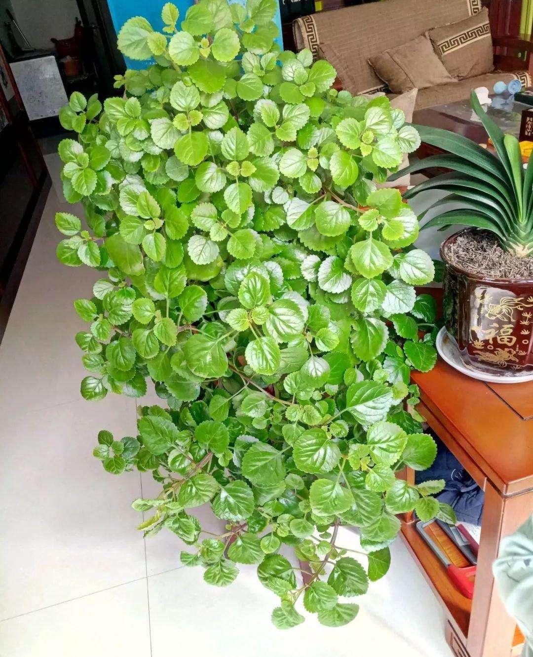 摆在家里最旺的十种花,什么花摆放卧室好养又好看