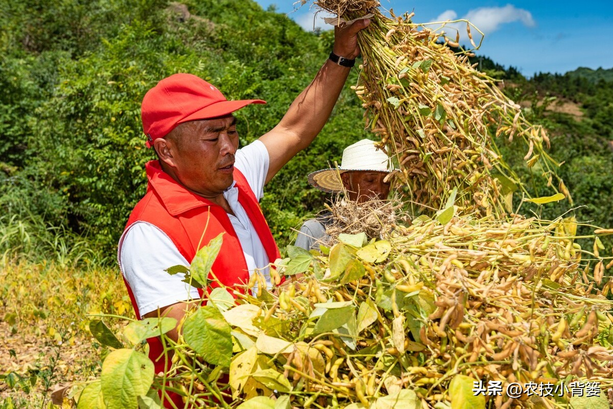 大豆上打啥药能让大豆高产,如何才能种出高产优质的大豆