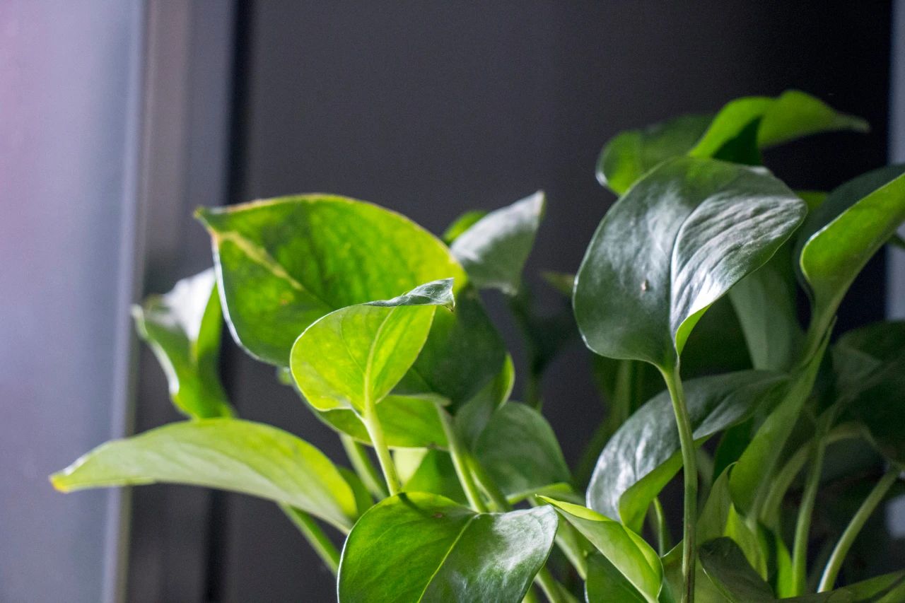 绿萝怎样不长小飞虫,绿萝小飞虫怎么消灭小妙招