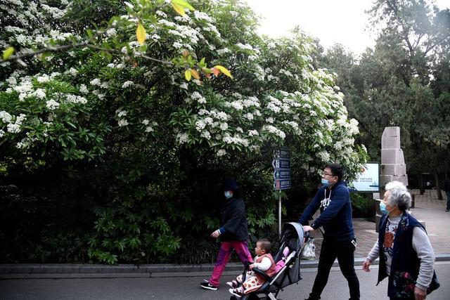 石楠花谢了石楠树却很香,石楠花开的季节