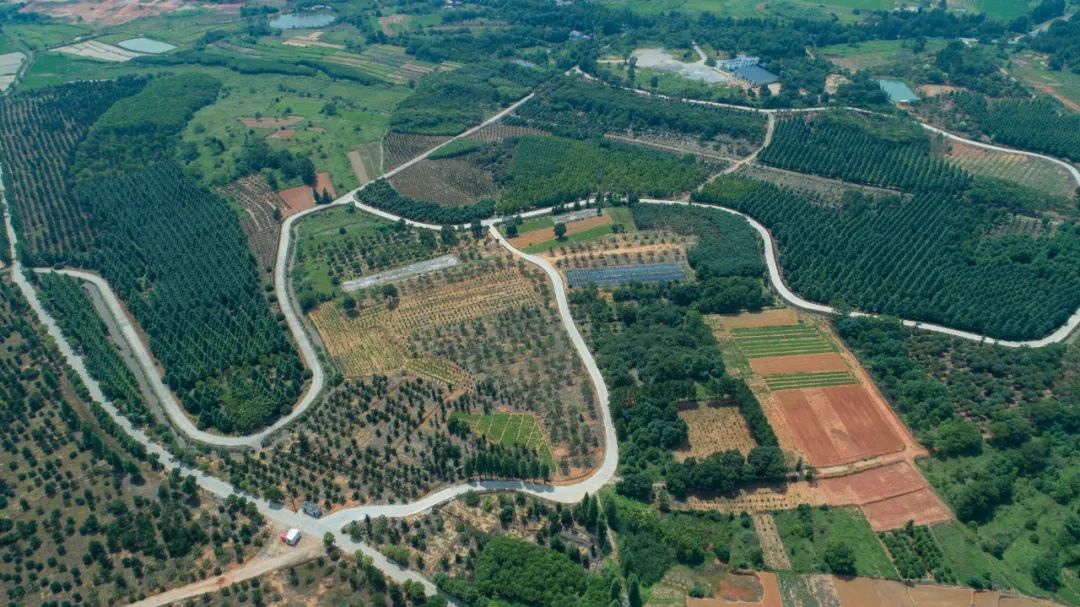 林业碳汇发展趋势,林业碳汇绿色发展