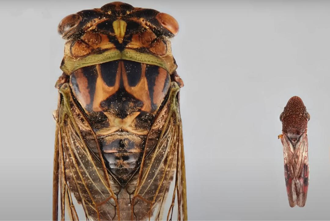 它赖以生存的“弹尿”技巧，甚至能用于发射宇宙飞船