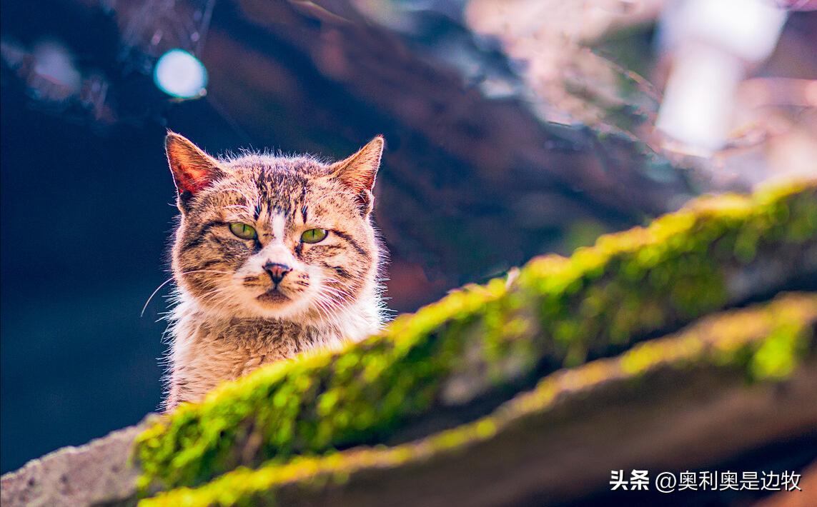 狸花猫是不是最善战的猫咪,狸花猫是战斗力最强的猫吗