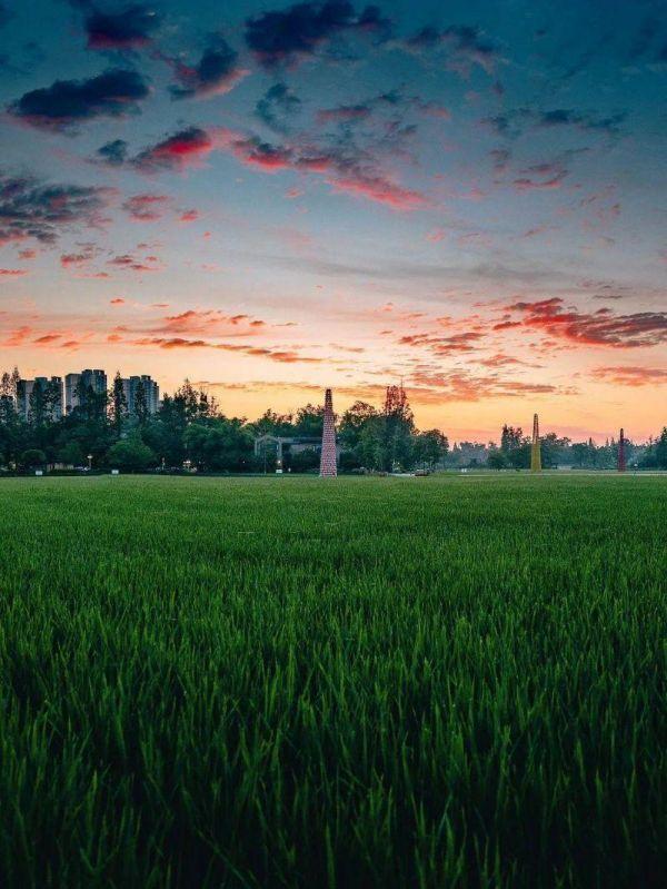 水井坊1号菌群,水井坊一号