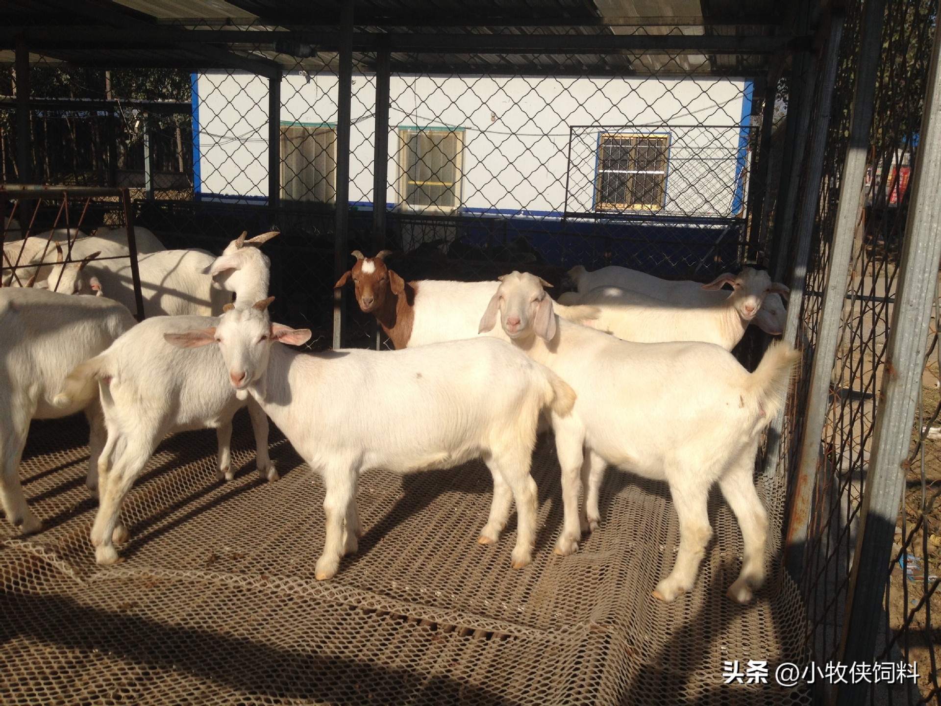 肉羊养殖新技术有哪些方法呢,养殖肉羊的注意事项有哪些