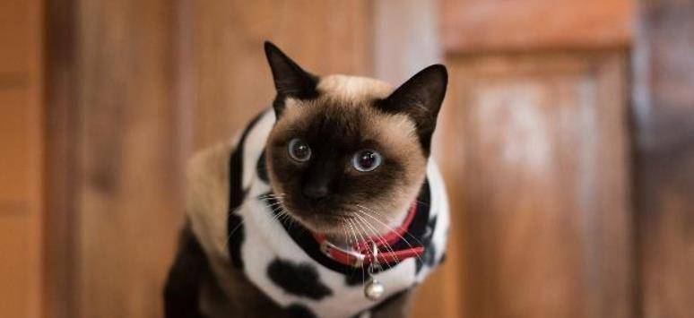 k9猫粮喂布偶好不好,k9主食罐头猫咪