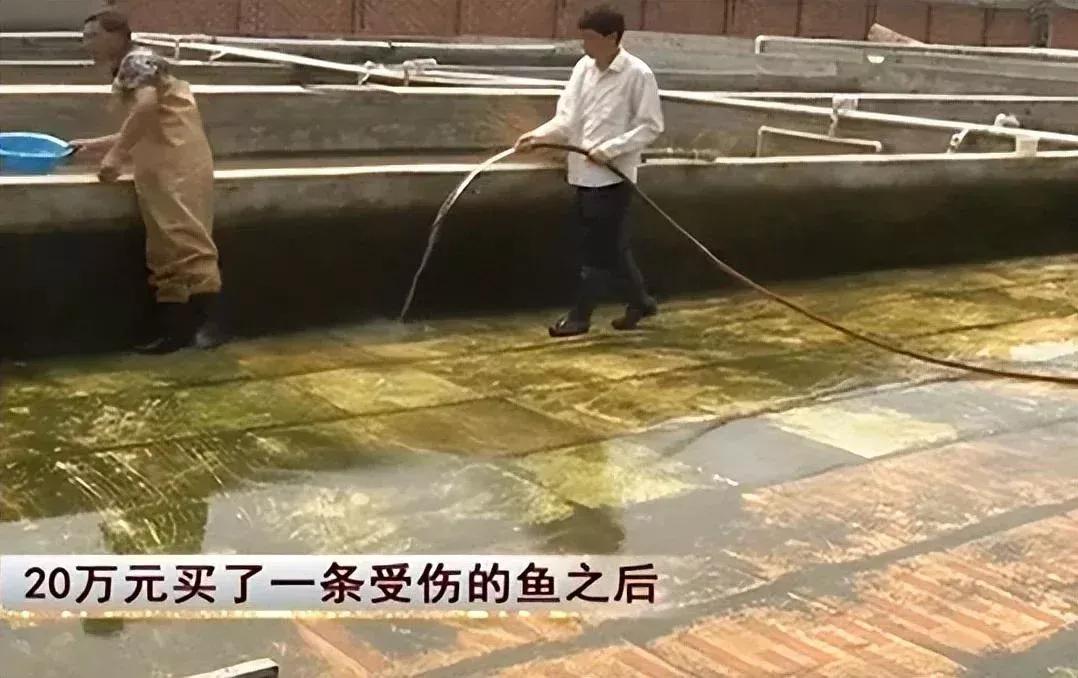 男子20万买一条半死不活的鱼,小伙花800元买一条蓝色大鱼