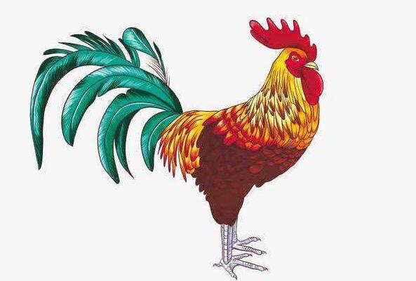 鸡为什么能上十二生肖,十二生肖鸡的寓意和象征