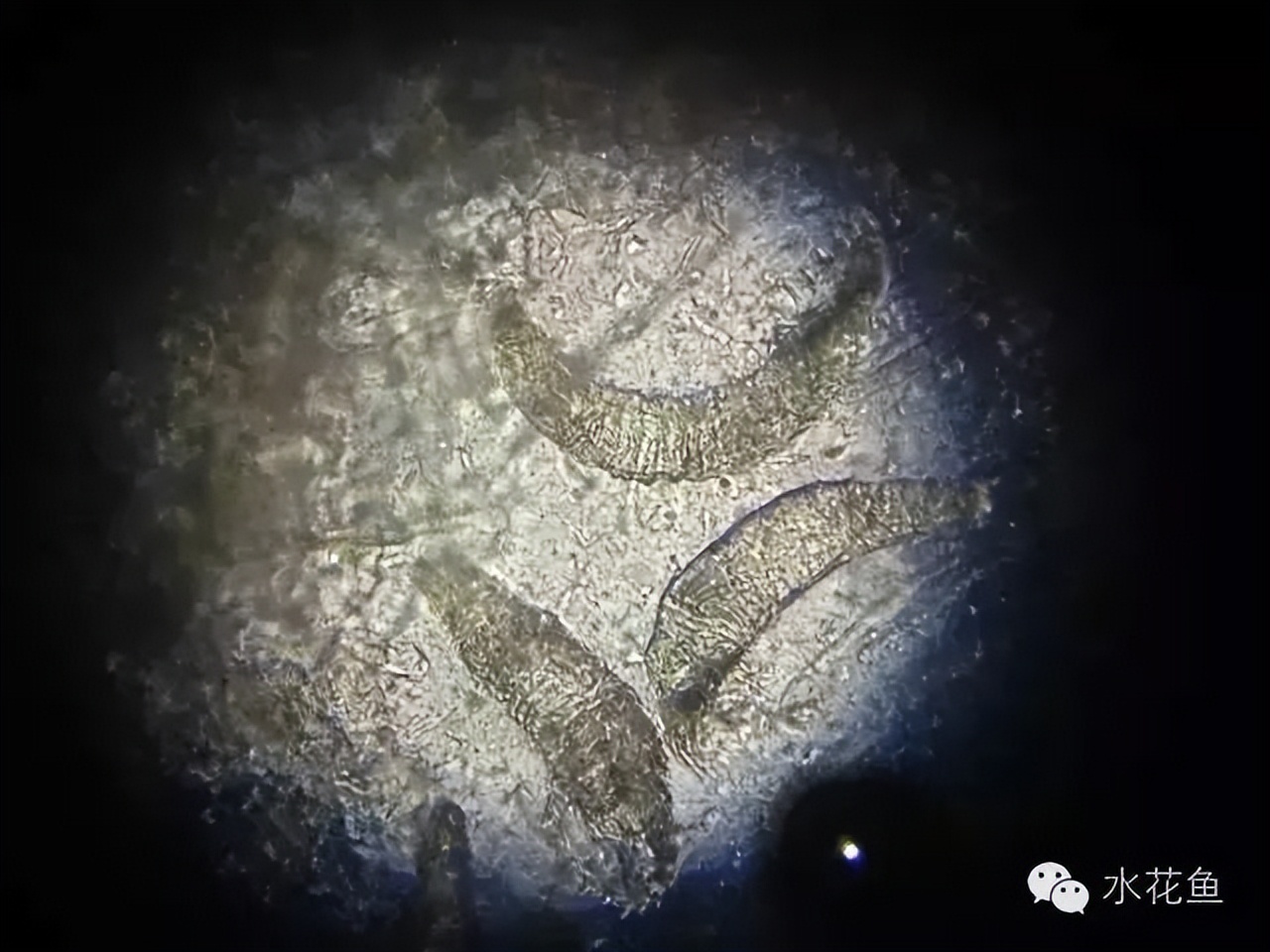 鱼常见的寄生虫以及症状,怎么区分鱼身上的钉虫和孢子虫