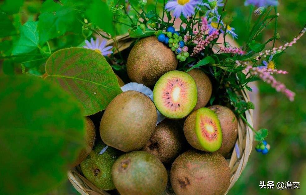 猕猴桃新西兰奇异果,奇异果新西兰猕猴桃