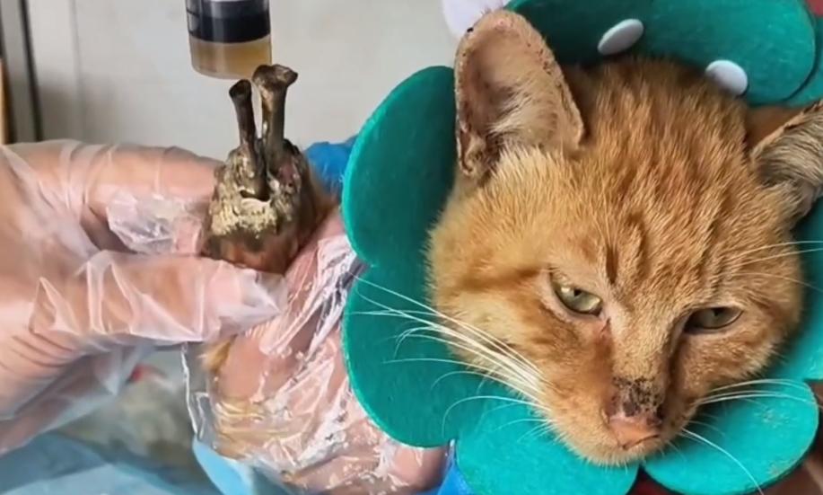 被烧焦了的猫流浪猫,流浪猫伤口上长蛆了怎么办