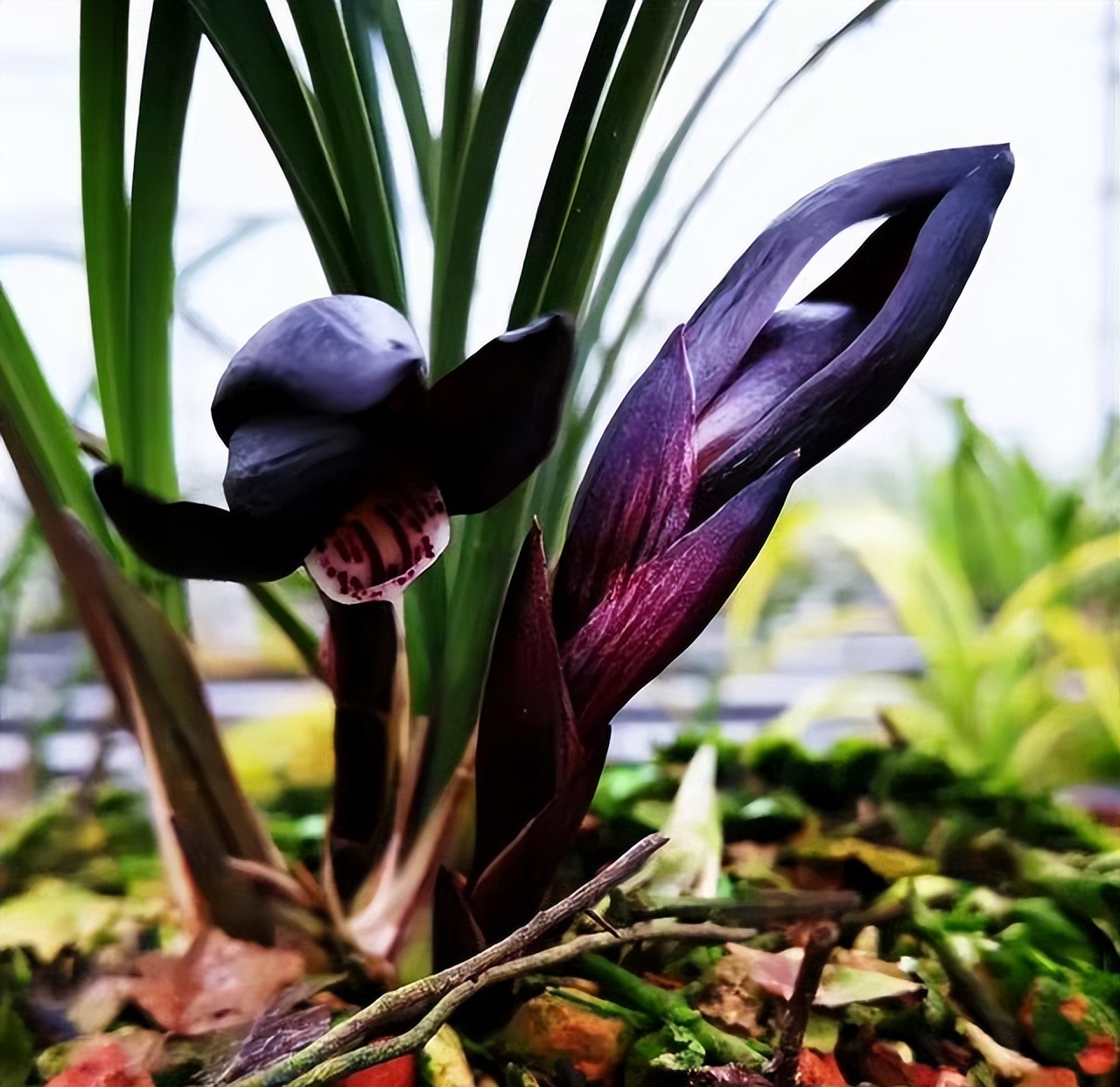 春兰滇红素和娄山红哪个更值得养,春兰娄山红一苗冬天能开花吗