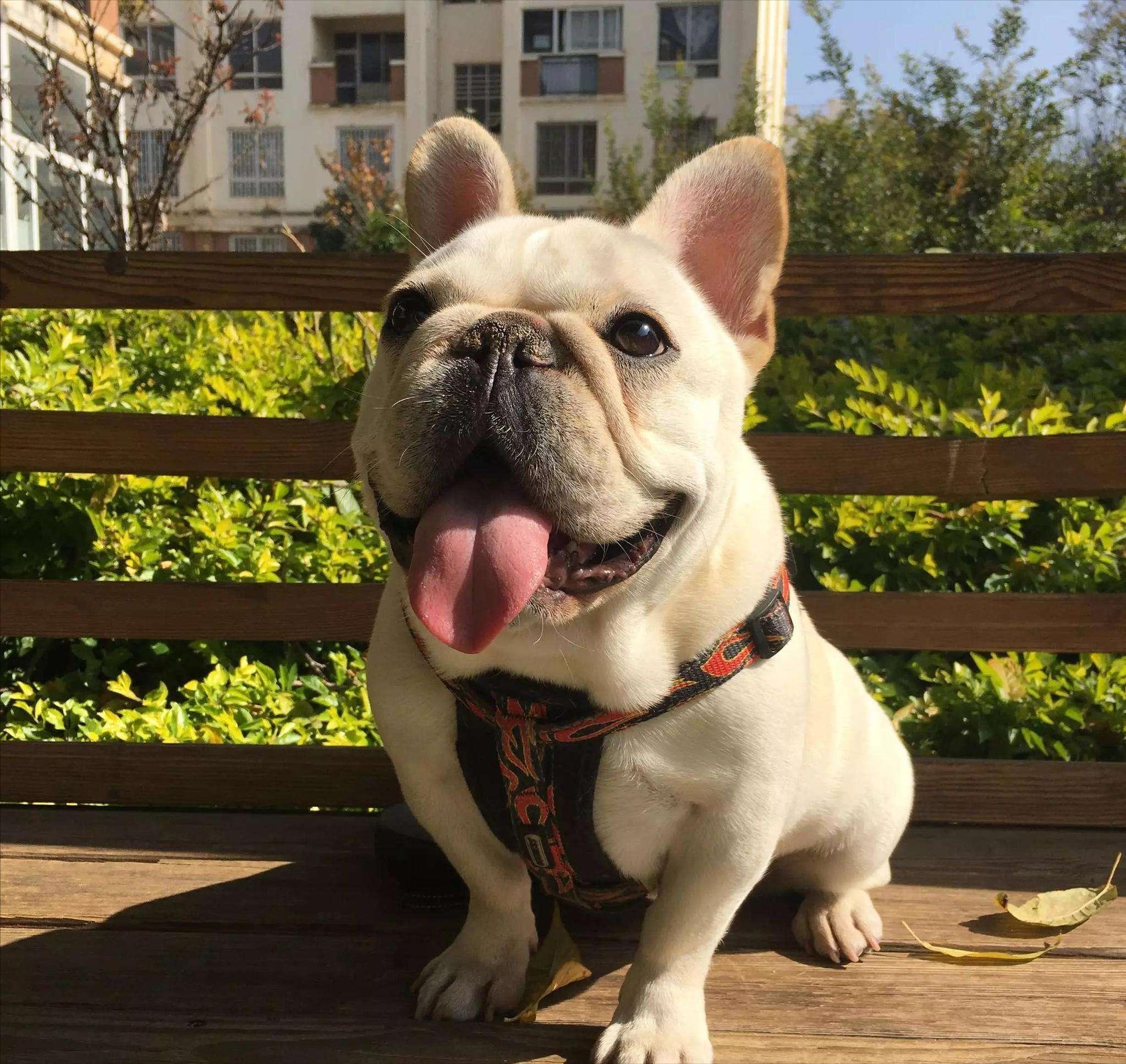 英斗和法斗哪个凶,法斗和英斗哪个比较好