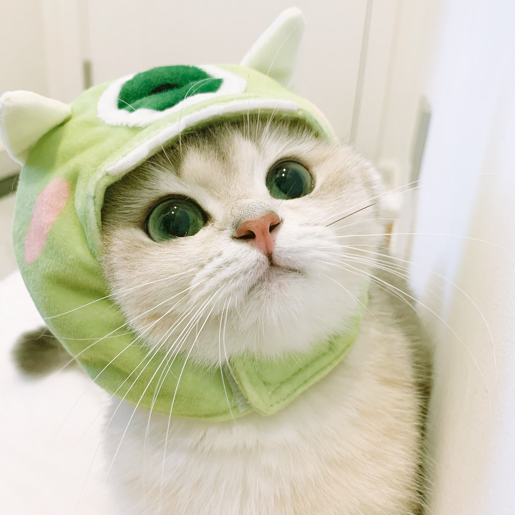 猫咪拉稀便便很臭但是精神好,为什么猫咪的便便特别臭