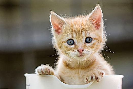 宠物猫腹部有积液能治愈吗,宠物猫心包积液