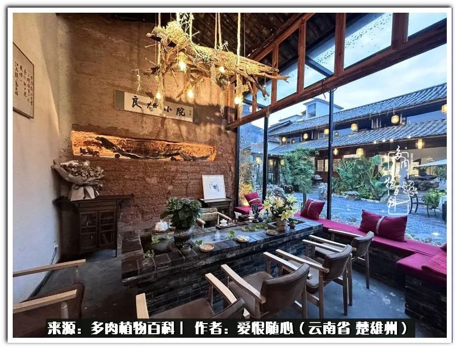 用心种好每一棵多肉,每一棵多肉都是独一无二的