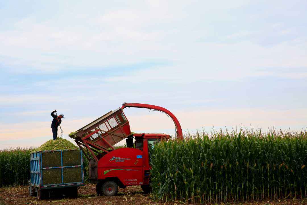 一台收割机9小时收割小麦45公顷,最新款玉米收割机青储收割视频