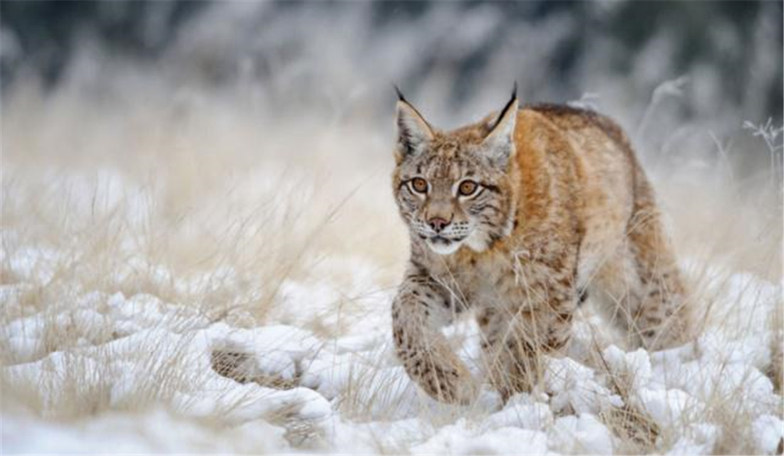 四川贡嘎山猞猁,四川贡嘎山猞猁与藏獒真实视频
