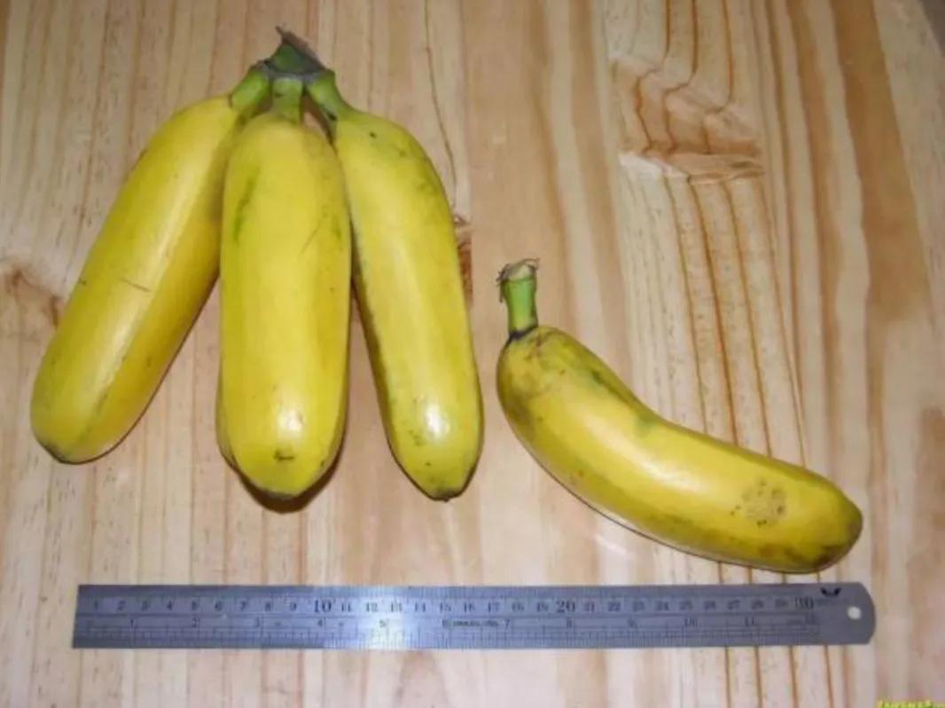 香蕉皮能不能吃,什么香蕉要煮来吃