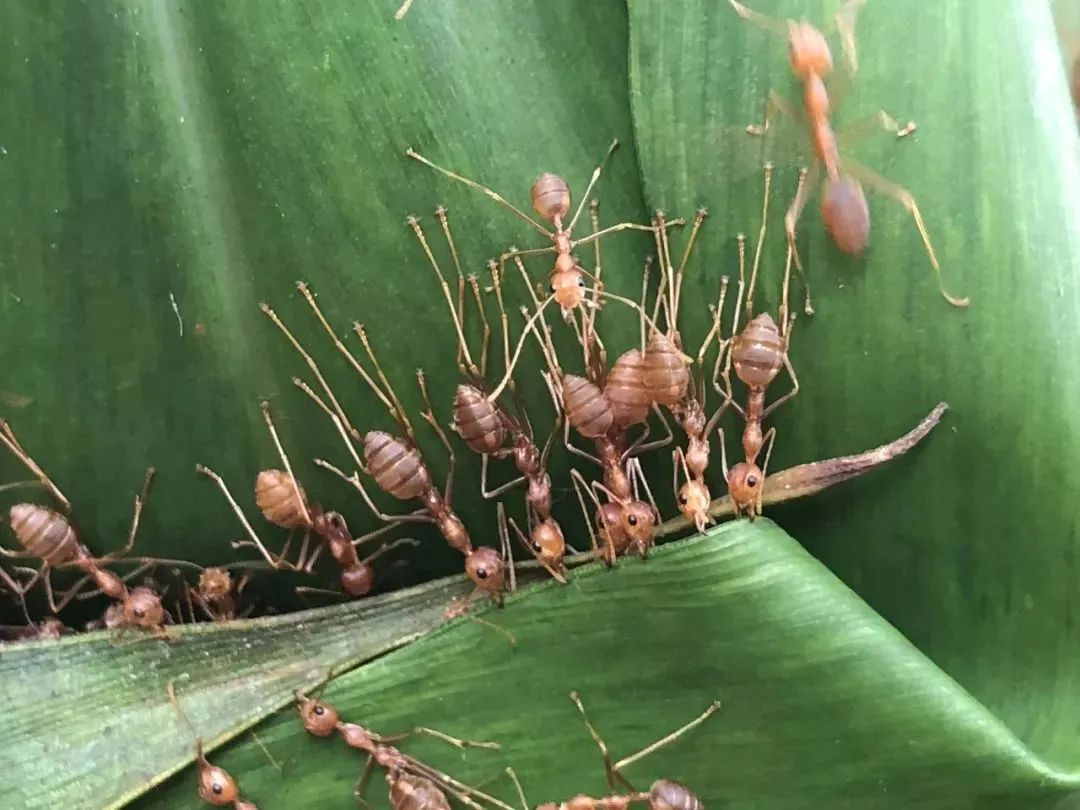 西双版纳黄猄蚁,勐远仙境丛林探险