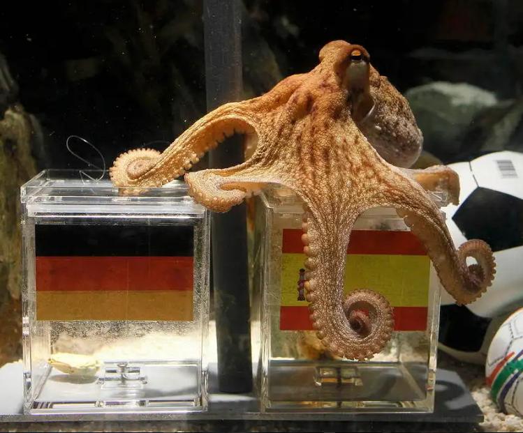 预测世界杯的章鱼现在还活着吗 (为什么章鱼预测世界杯那么准)