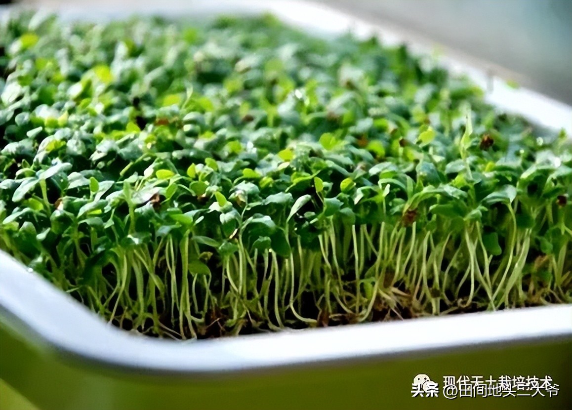 不用土壤也能种出蔬菜,无土栽培蔬菜自来水