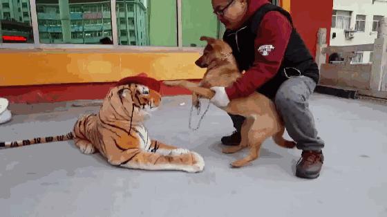 训狗基础教程狗狗咬人怎么训,训狗技巧七天训练出听话狗狗