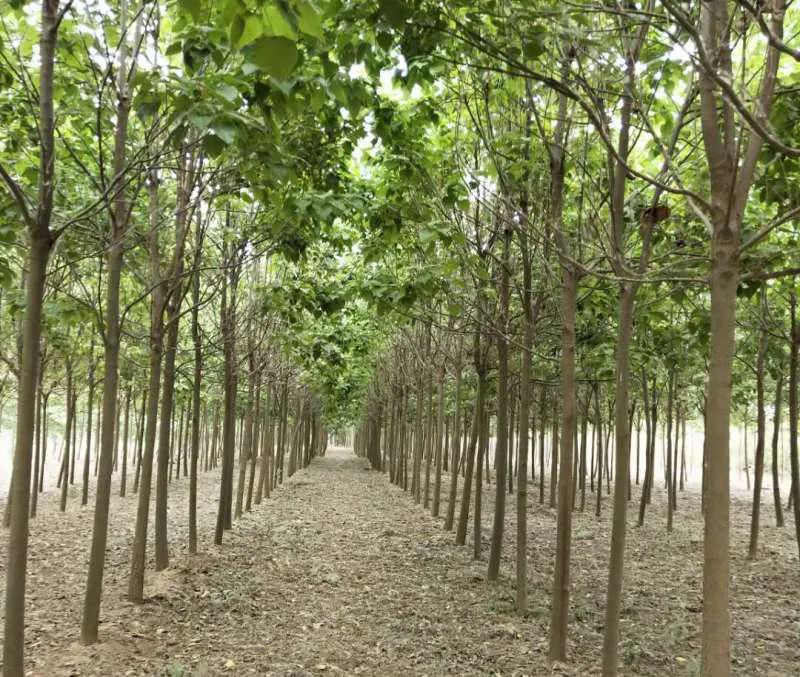 干货分享|苗木的定价和报价规则,这个一定要看