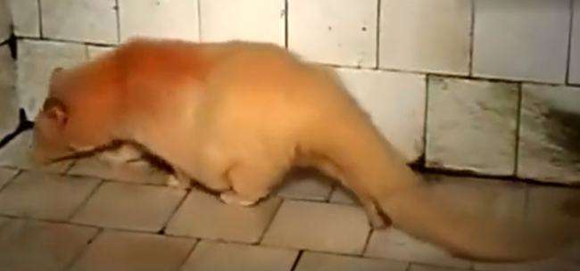 老农发现新物种,江西老农抓到神兽六不像