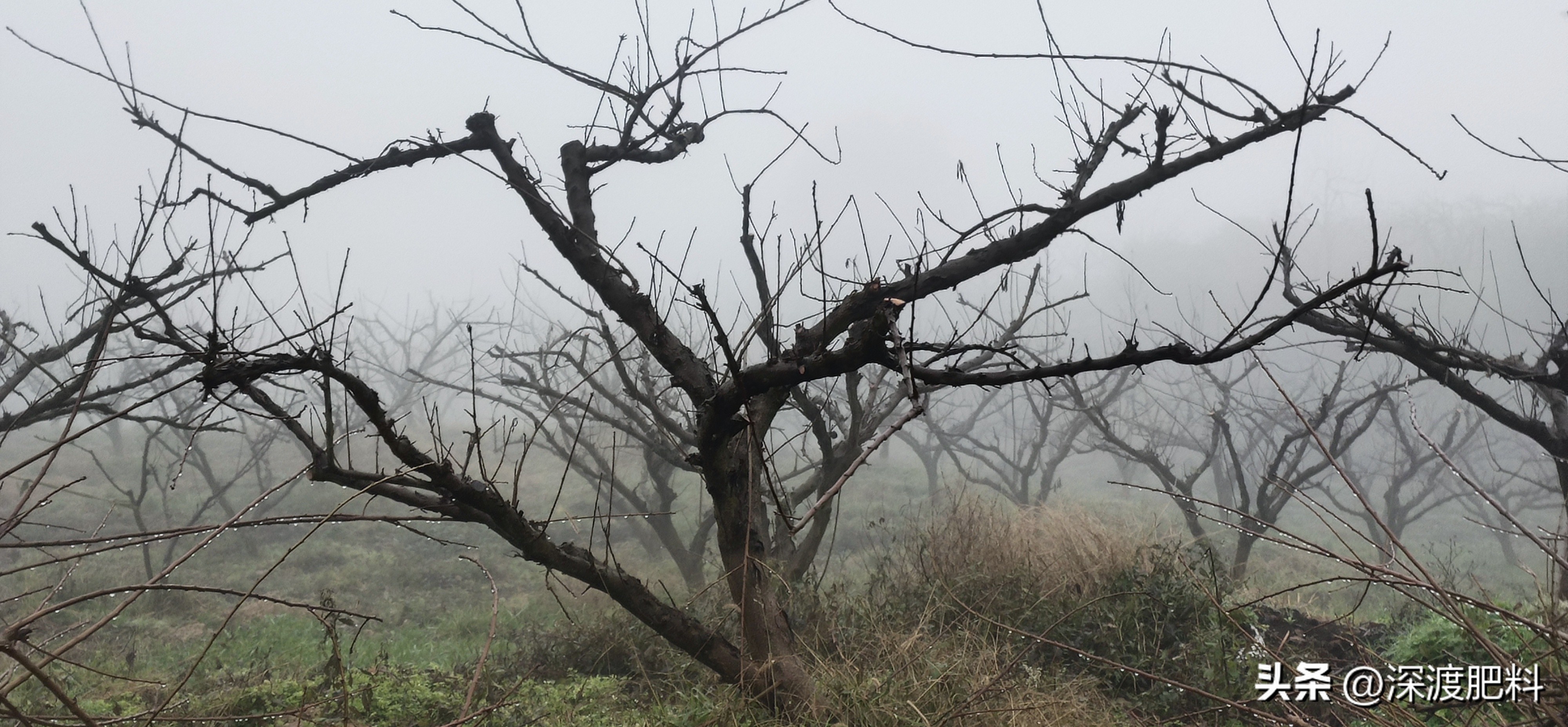 芙蓉李树修剪的正确方法,李树一杆三枝的修剪方法