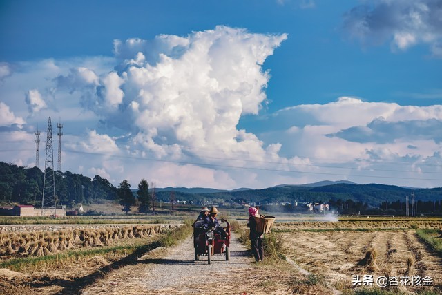 喜从天降！疫情围困中的天邻风景，突然长出9000斤油麦菜