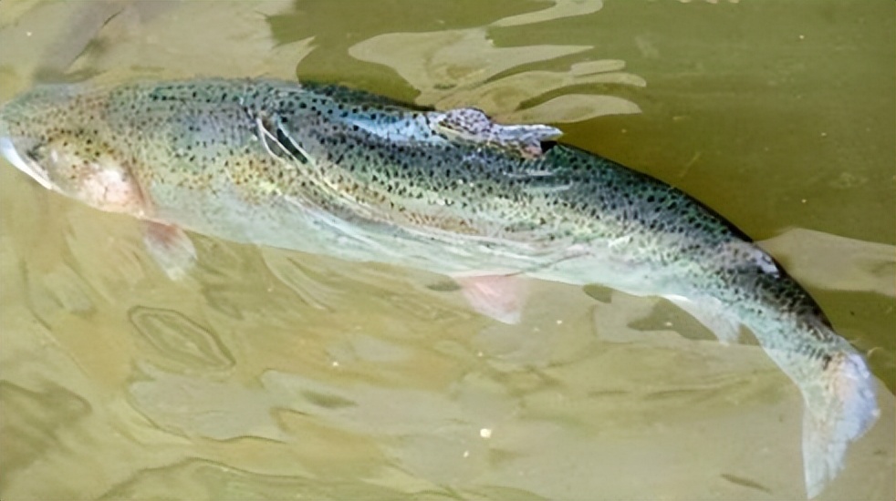 食品添加剂在古代被揭发,古代食品添加剂检测