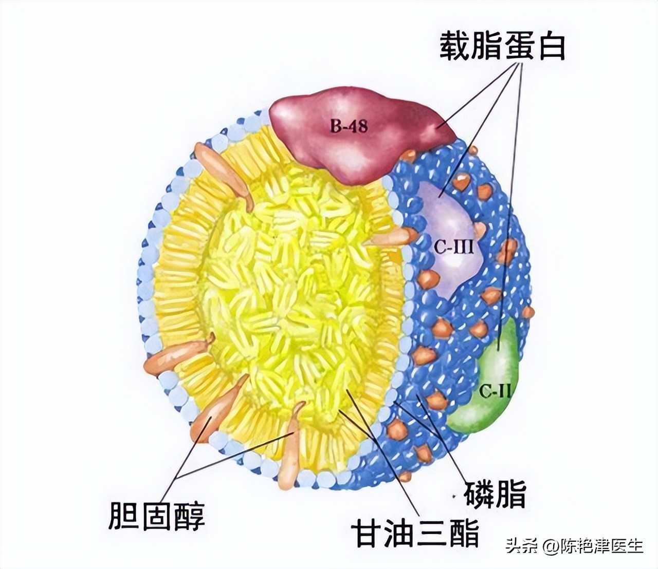 血脂高多少需要吃降脂药,血脂多高需要服用降脂药
