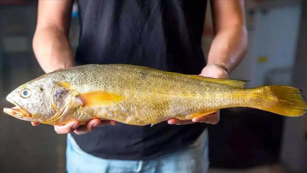 如何区别认识市面上常见的几种鱼,各种鱼怎么分类