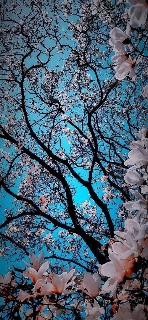 分享壁纸1148期,壁纸合集216期