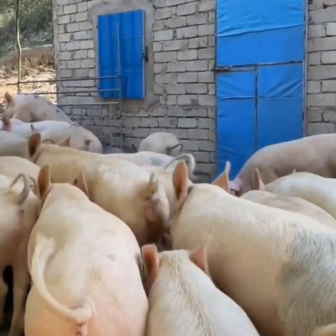 西北养殖业什么前景最好,西北免费养殖网官网