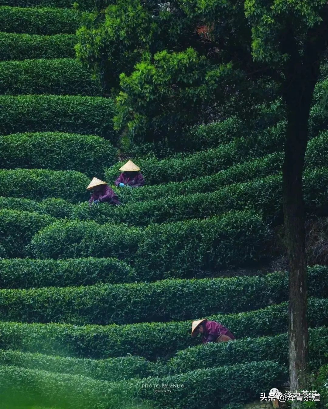谷雨适合喝什么茶,谷雨喝什么茶叶