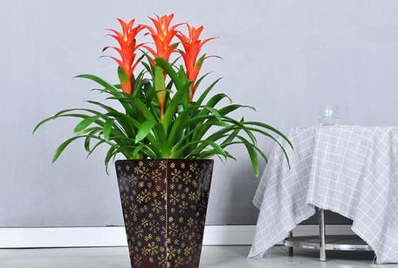 家里的鸿运当头花不红的原因找到了,这几方面入手,轻松给解决