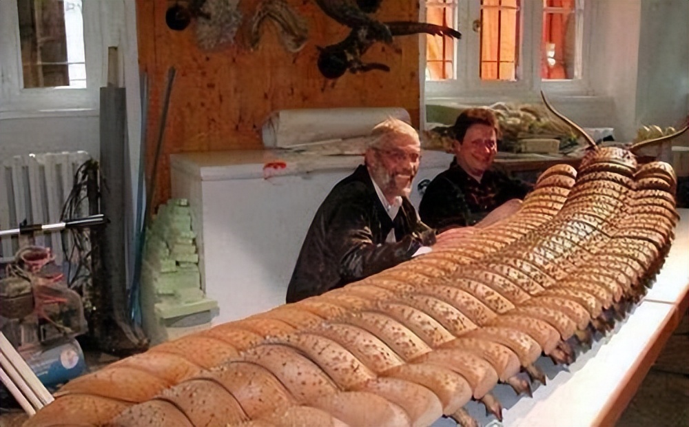 很久以前的蜈蚣最大能长到多大,史上最大的蜈蚣长1000厘米