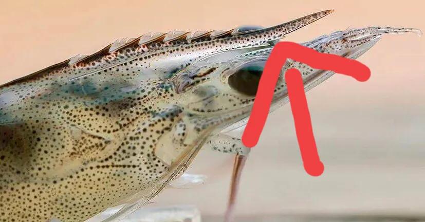 基围虾现在怎么这么便宜,菜场的死基围虾能买吗