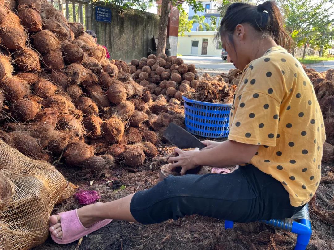 去海南岛品尝当地的椰子,椰子探房