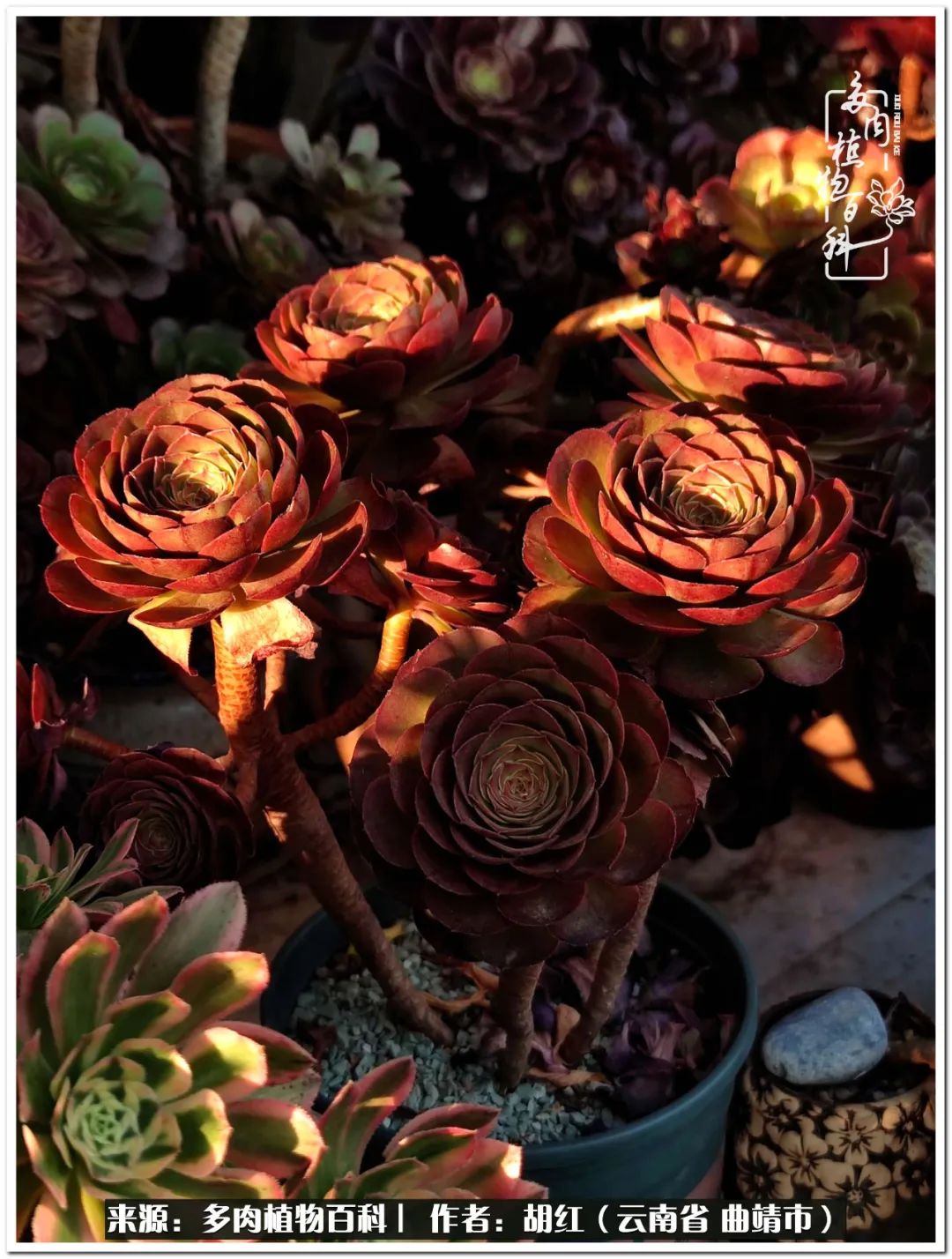 多肉植物里的糖,多肉生活的调味剂