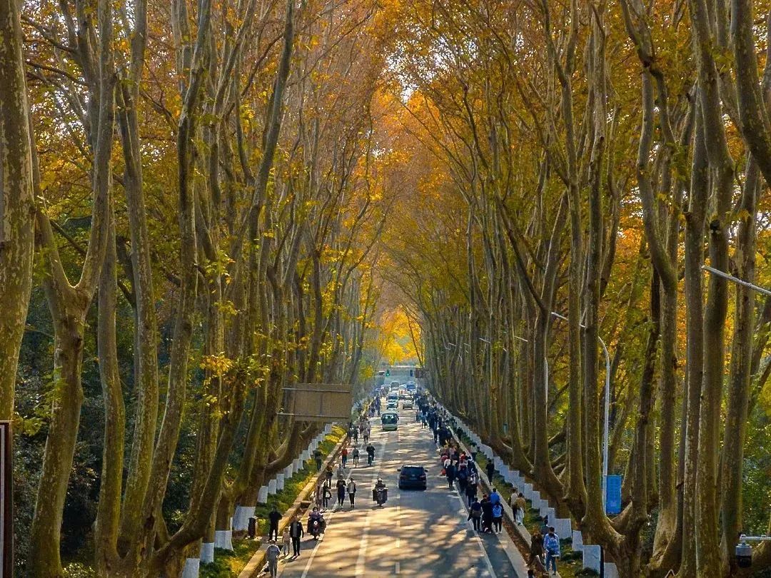 南京的法国梧桐秋天图片,南京法国梧桐秋天