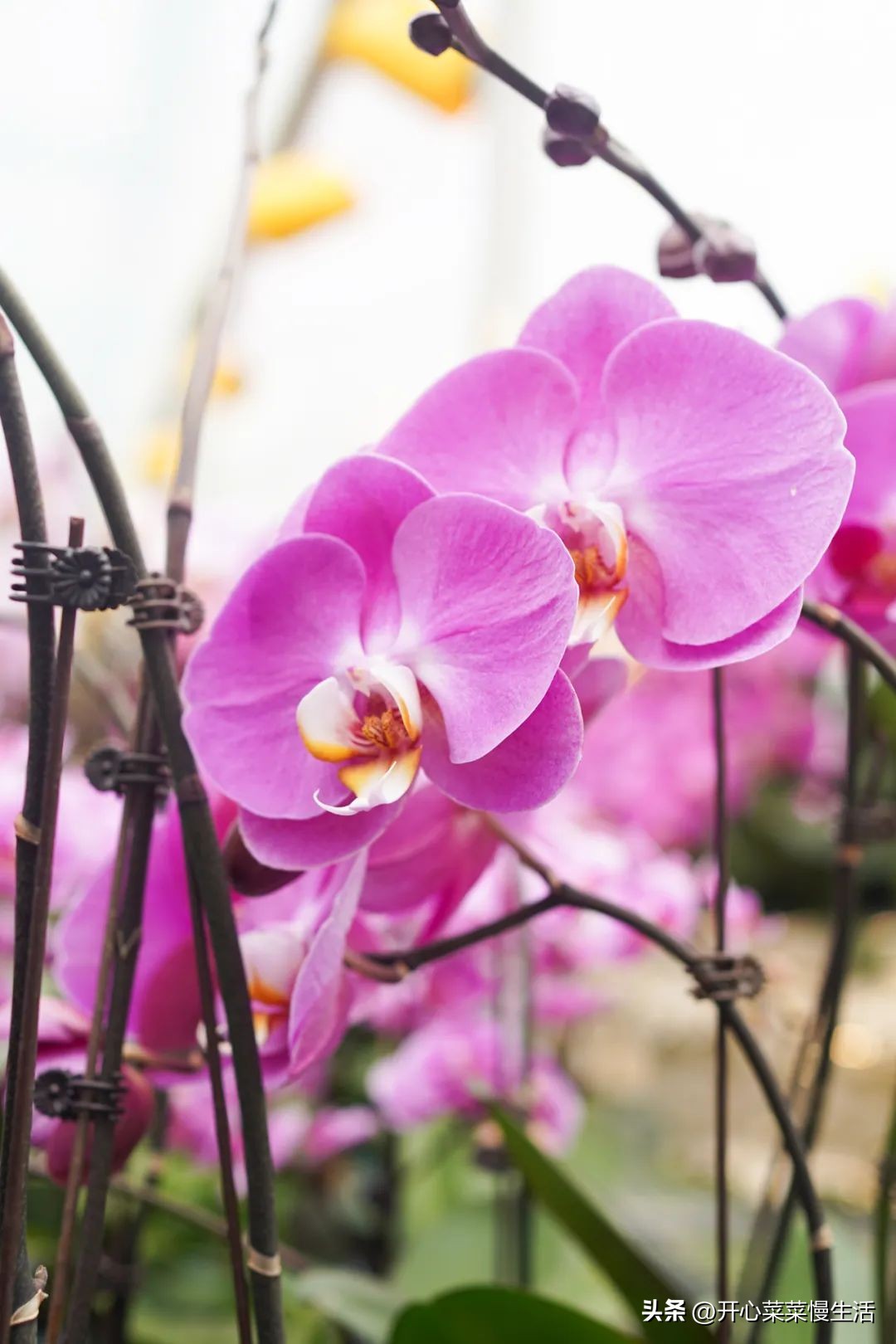 广东普宁有个万花园，由68座小花园组成，编织了农民美丽之梦