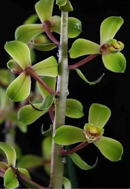 蕙兰老八种图片,蕙兰新八种图片高清