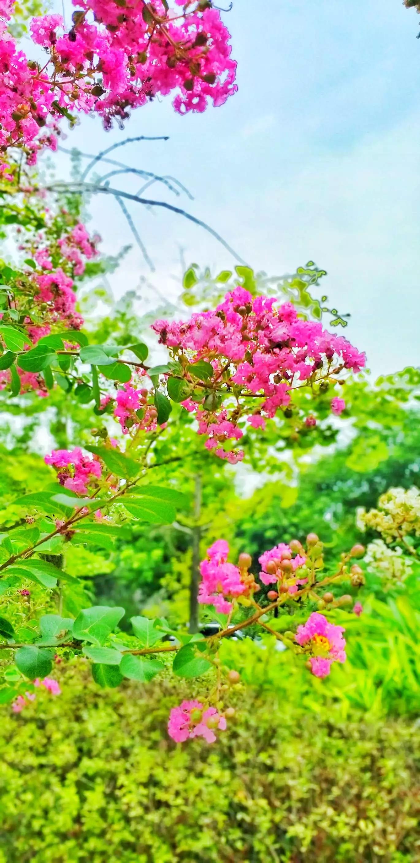 认识各种花的花名,认识各种花的名称